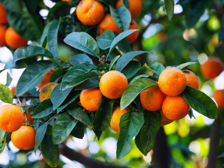 Oranges on the summer seasons