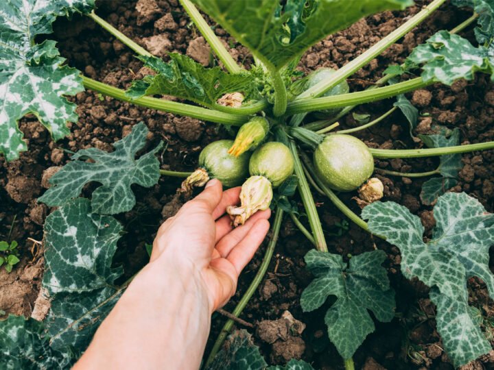 Tech used in agriculture