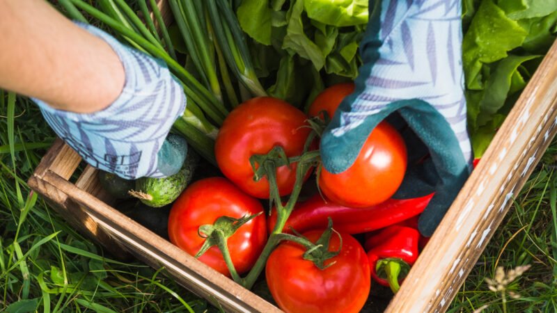 Red tomatoes on the basket