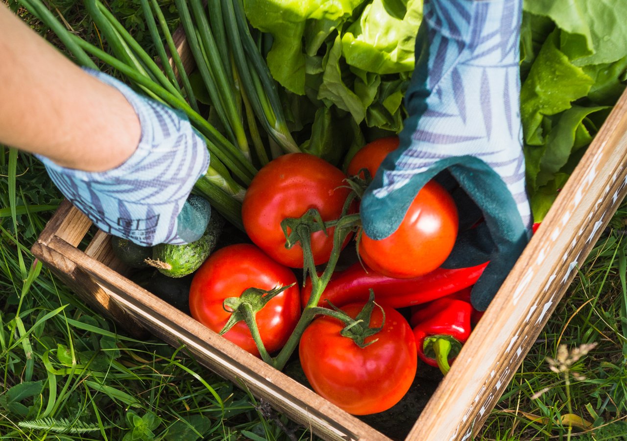 Red tomatoes on the basket