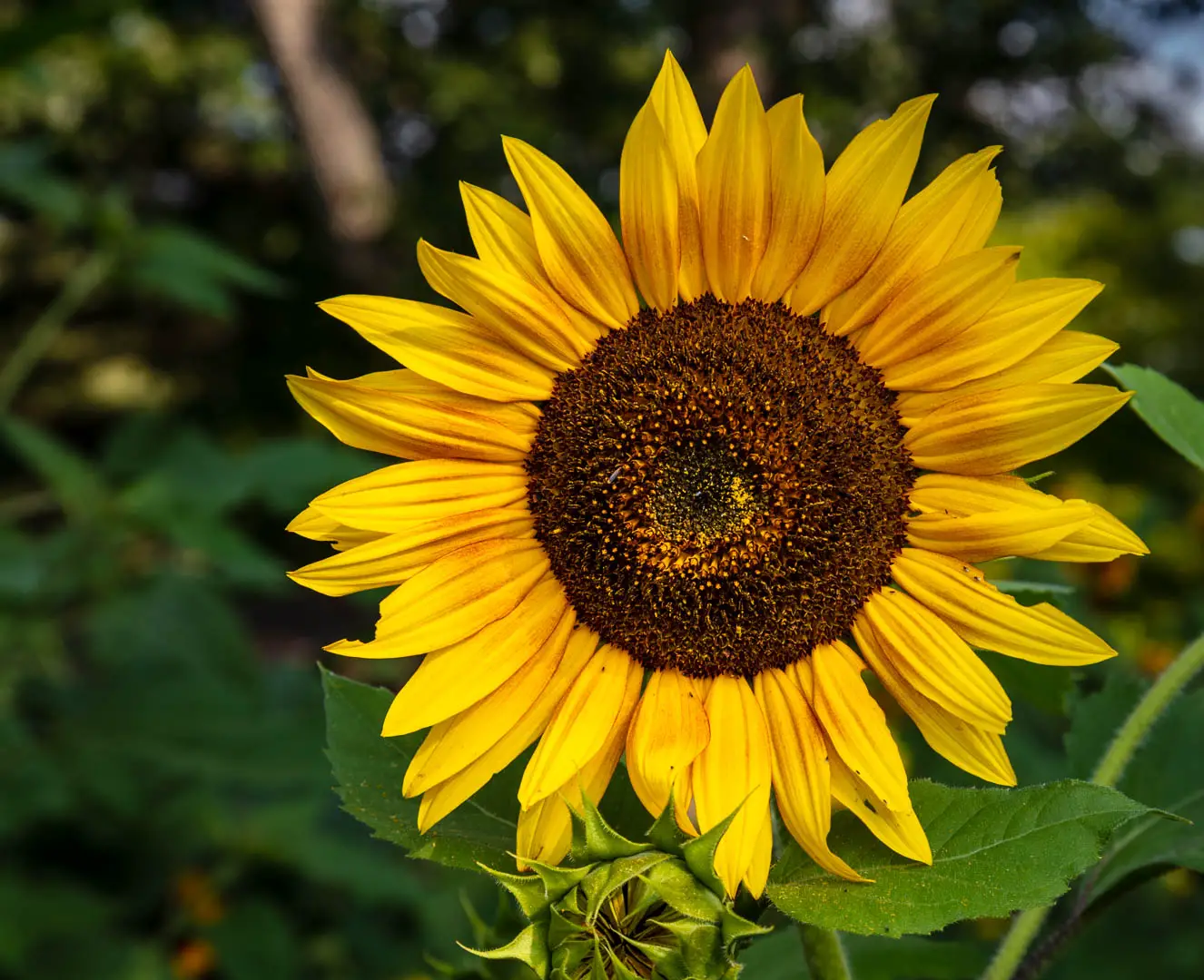 50 Sunflower Quotes About Happiness, Love And More