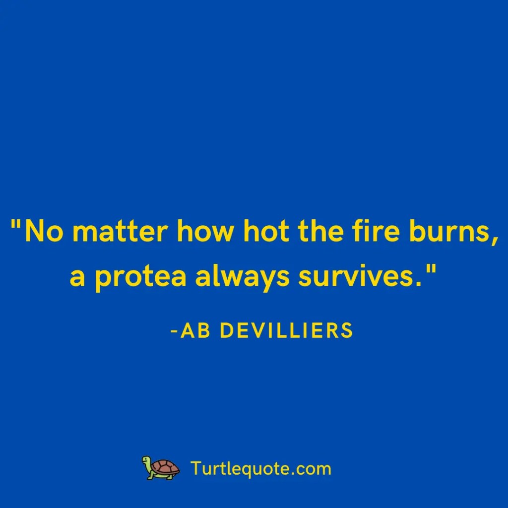 No matter how hot the fire burns, a protea always survives.