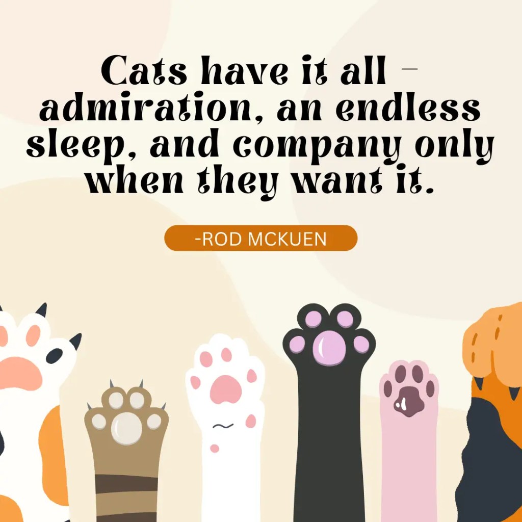 Cats have it all – admiration, an endless sleep, and company only when they want it.